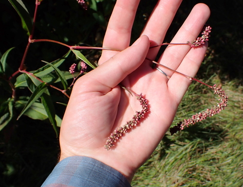 Image of Persicaria extremiorientalis by (c) Steven Lamonde, some rights reserved (CC BY)