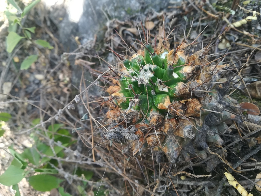 Mammillaria melanocentra, Guadalupe, N.L., México