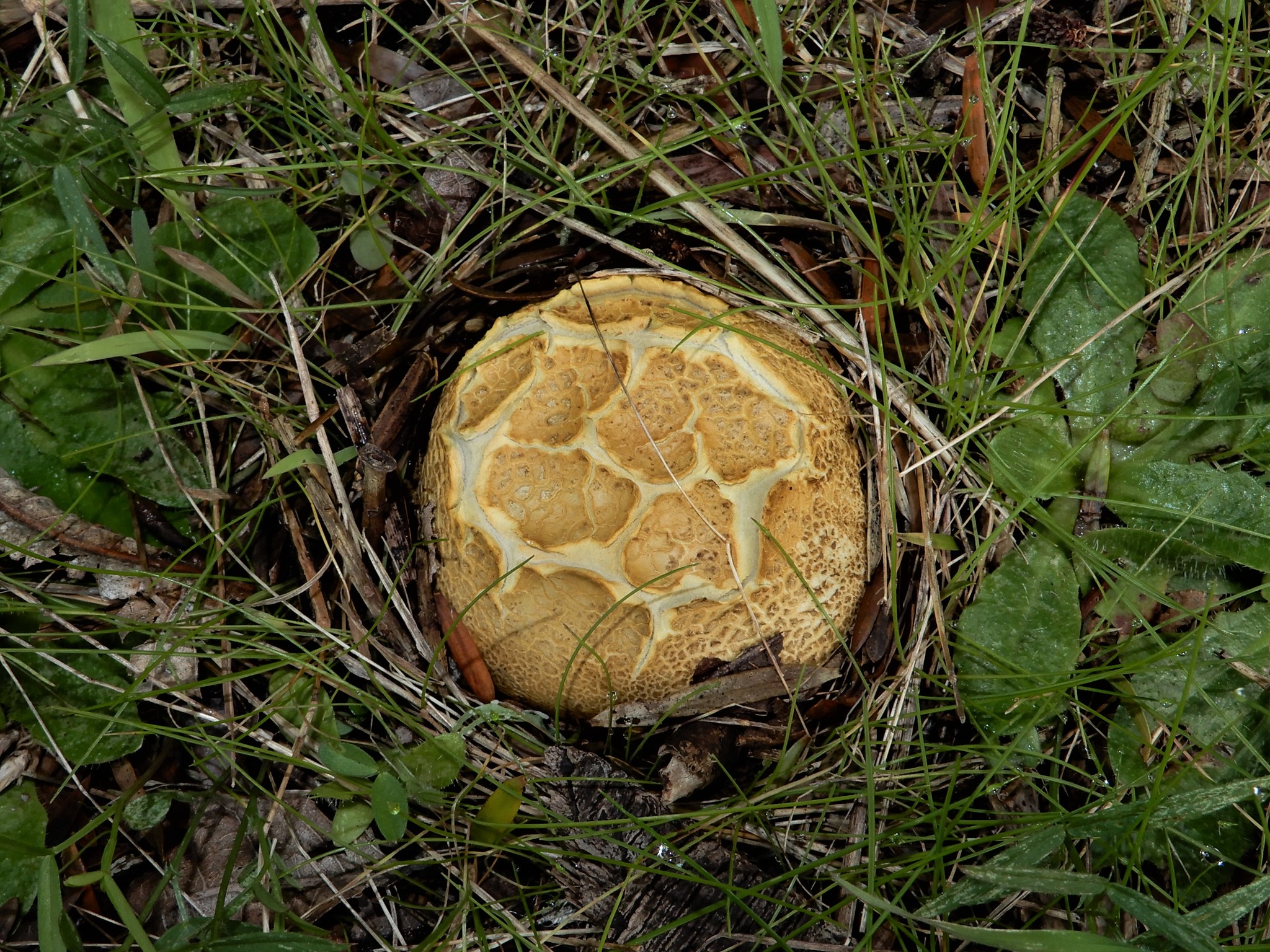 Scleroderma flavidum macrosporum