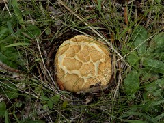 Scleroderma flavidum macrosporum