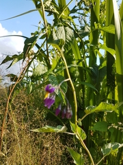 Solanum dulcamara