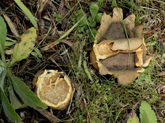 Scleroderma flavidum macrosporum