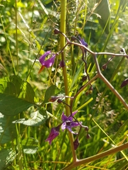 Solanum dulcamara
