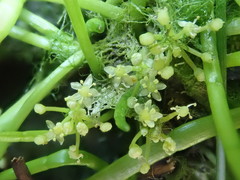 Lilaeopsis occidentalis