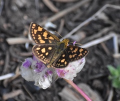 Carterocephalus skada