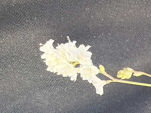 Image of Xantus' Spiderling (Boerhavia xanti) by no rights reserved