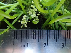 Lilaeopsis occidentalis