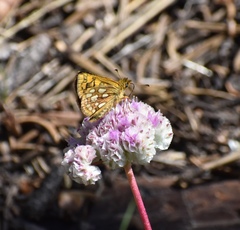 Carterocephalus skada