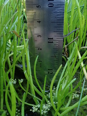 Lilaeopsis occidentalis