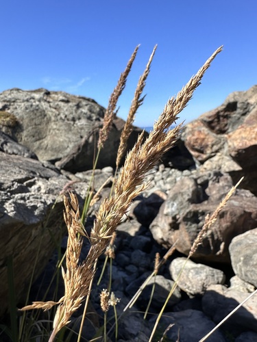 Image of Calamagrostis nutkaensis by (c) Matt Berger, some rights reserved (CC BY)