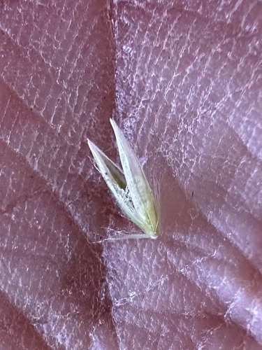 Image of Calamagrostis nutkaensis by (c) Matt Berger, some rights reserved (CC BY)