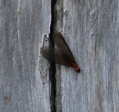 Zootermopsis nevadensis