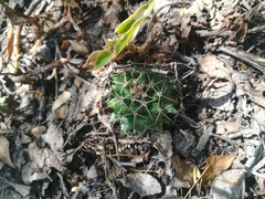 Mammillaria melanocentra melanocentra