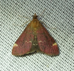 Pyrausta grotei