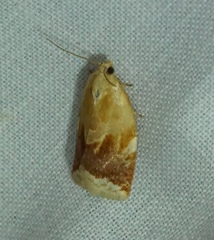 Clepsis persicana