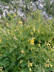 Astragalus penduliflorus