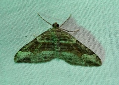 Xanthorhoe defensaria