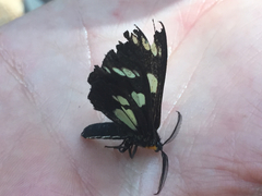 Gnophaela latipennis