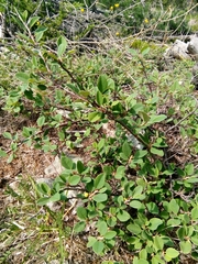 Cotoneaster integerrimus