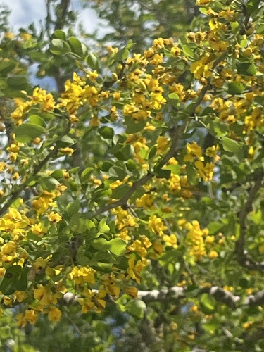 Image of Haematoxylum brasiletto by no rights reserved
