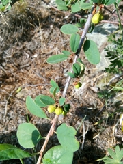 Cotoneaster integerrimus
