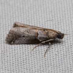 Acrobasis comptella