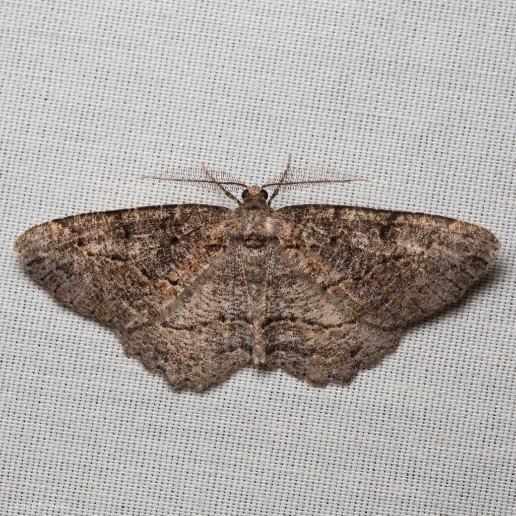 Brown-lined Looper