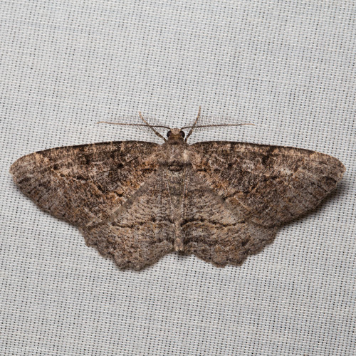 Brown-lined Looper