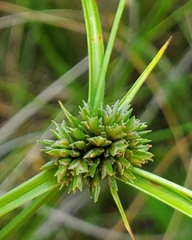 Cyperus lupulinus