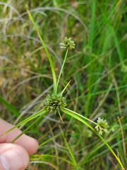Cyperus lupulinus