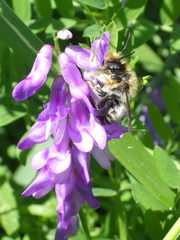 Megachile frigida