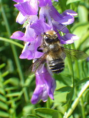 Megachile frigida
