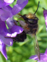 Megachile frigida