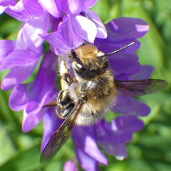 Megachile frigida