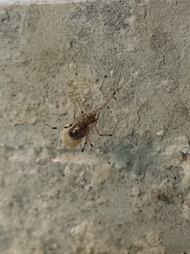 comb-footed spider