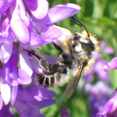 Megachile frigida