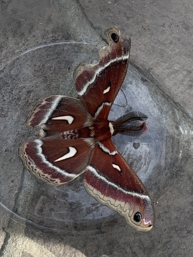Ceanothus Silk Moth photo 5