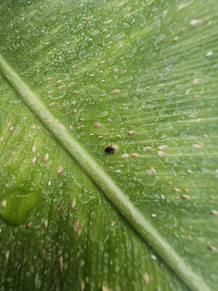 Fern Scale