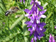 Megachile frigida