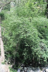 Populus mexicana