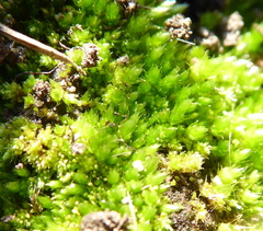 Bryum