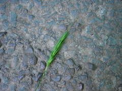 Hordelymus europaeus