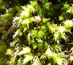 Bryum
