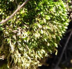Bryum