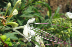 Clerodendrum ternatum image