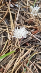 Allium tribracteatum