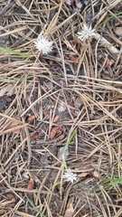Allium tribracteatum
