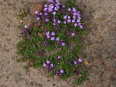 Thymus praecox britannicus