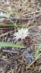 Allium tribracteatum