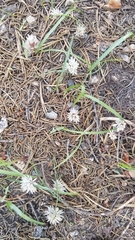 Allium tribracteatum